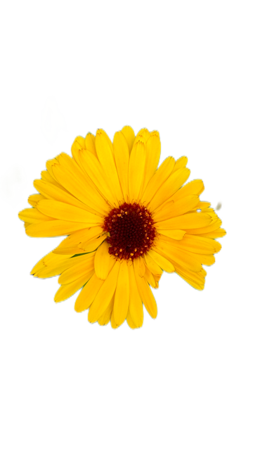 The 4th Annual Course at the School of Filip Tomas is a year-long holistic development program running from September through June, designed to deepen personal growth, well-being, and mastery of natural and conscious living practices