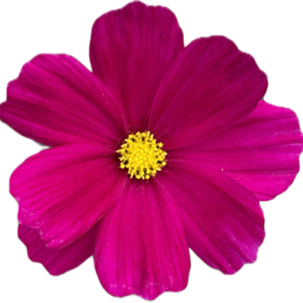 Weekend seminars focused on conscious healing, inner balance, and deep personal experience.  A space to slow down, understand yourself,